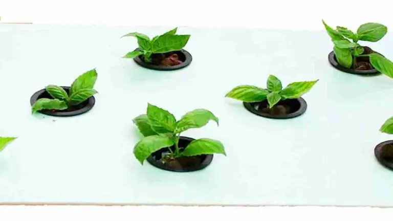 Foam Board for Hydroponics: Elevating Indoor Gardening