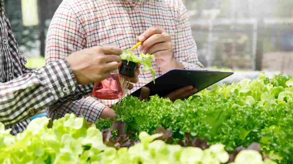 How to Feed Hydroponic Plants