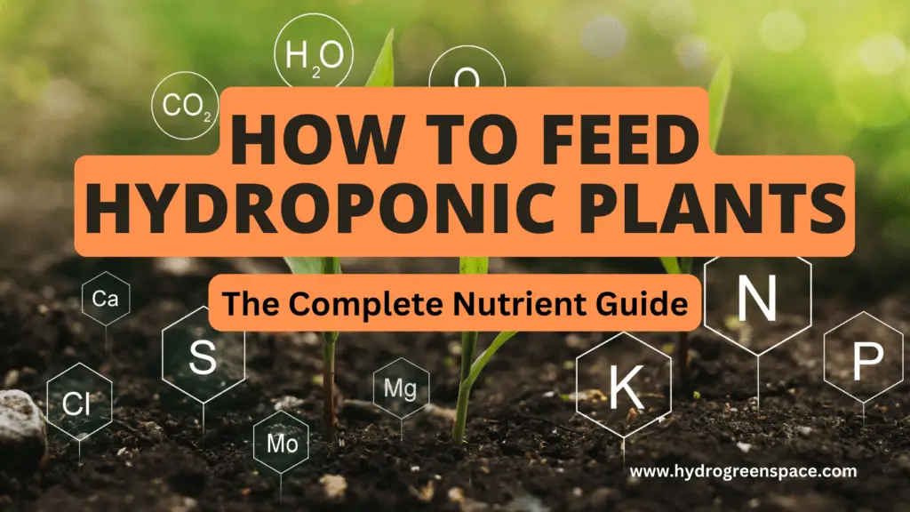 How to Feed Hydroponic Plants