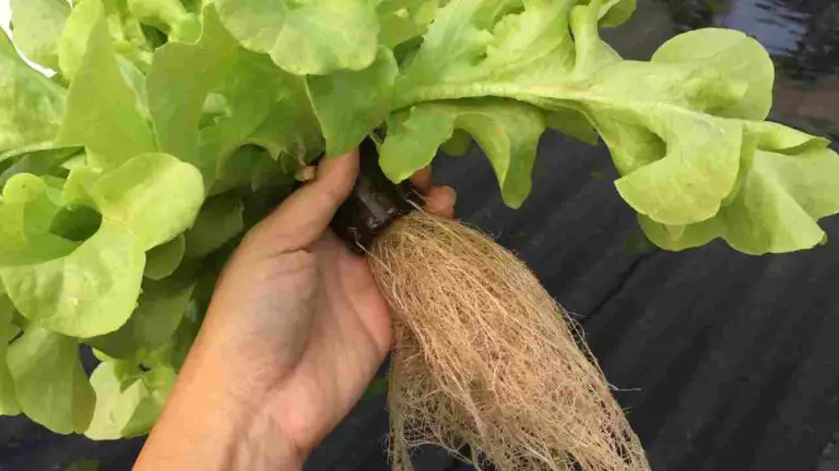 How to Flush Hydroponic System? Step-by-Step Guide