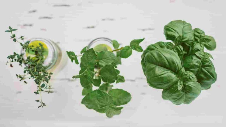 DIY Kratky Hydroponic System Guide: Easy Urban Gardening at Home