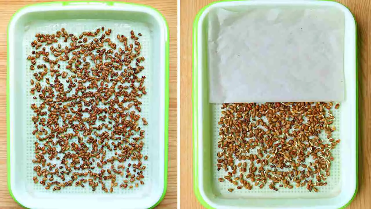 How to Use Hydroponic Tray NMS