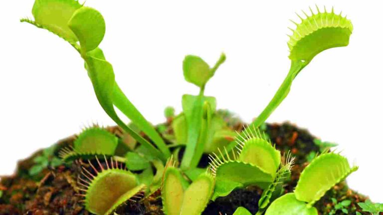 Hydroponic Venus Fly Trap