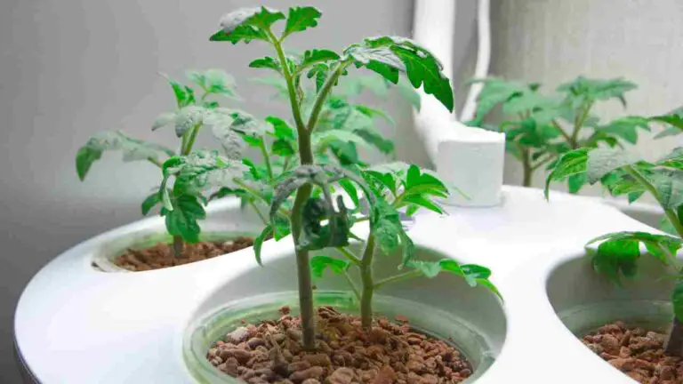 Hydroponics Without Net Pots