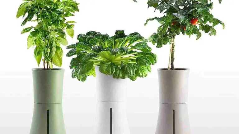 Self Watering Hydroponic Planter: A Game Changer