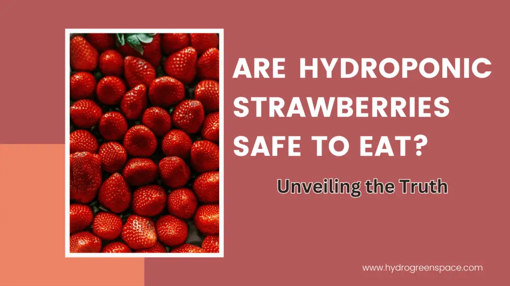 Are Hydroponic Strawberries Safe to Eat?