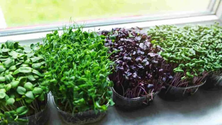 Start Your Own DIY Hydroponic Window Garden – Easy Guide