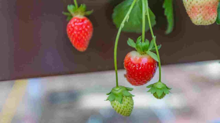 How to Grow Hydroponic Strawberries at Home?