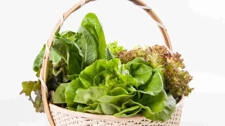 How to Store Hydroponic Lettuce? Step-by-step Guide