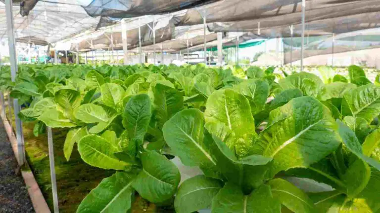 Is Hydroponic Lettuce Healthy? You Should Know