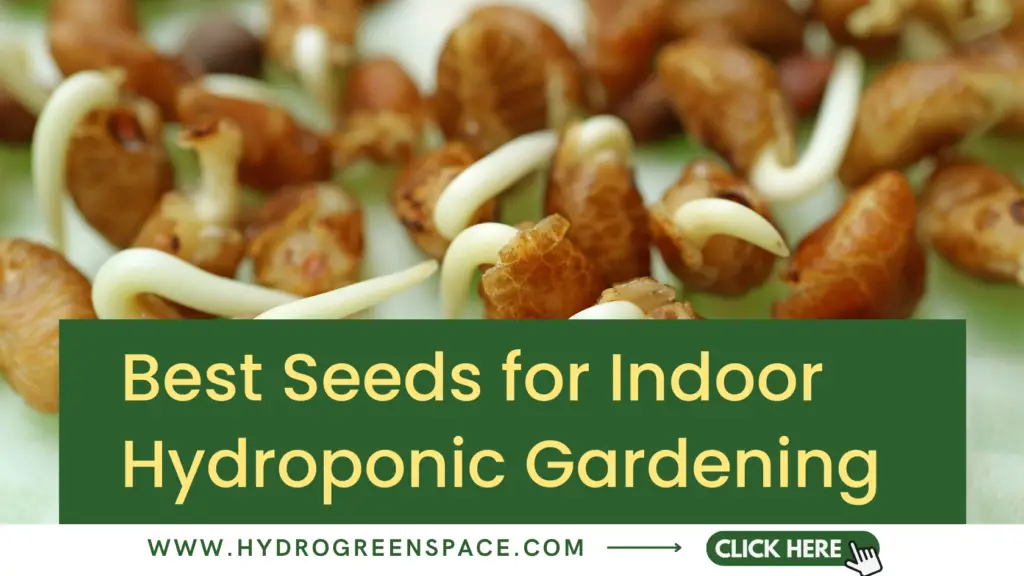 Best Seeds for Indoor Hydroponic Gardening