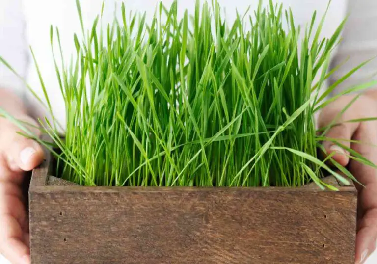 Grow Hydroponics Wheatgrass Easily at Home – My Simple Guide