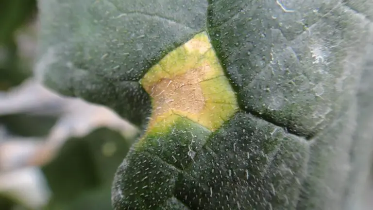 Why are my Cucumber Leaves Turning Yellow: 5 Reasons & What You Can Do