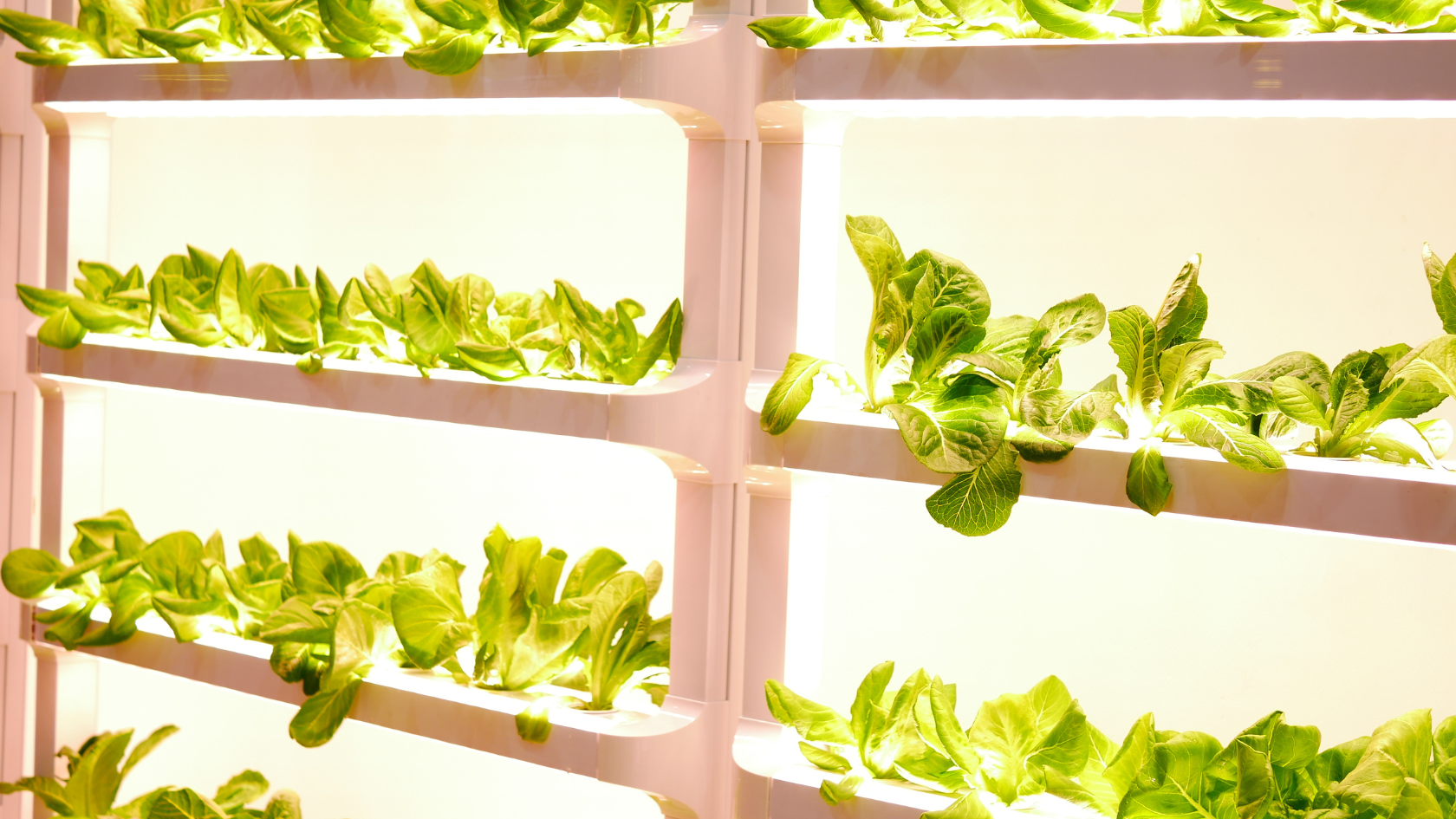 What Can I Grow in a Hydroponic Tower?